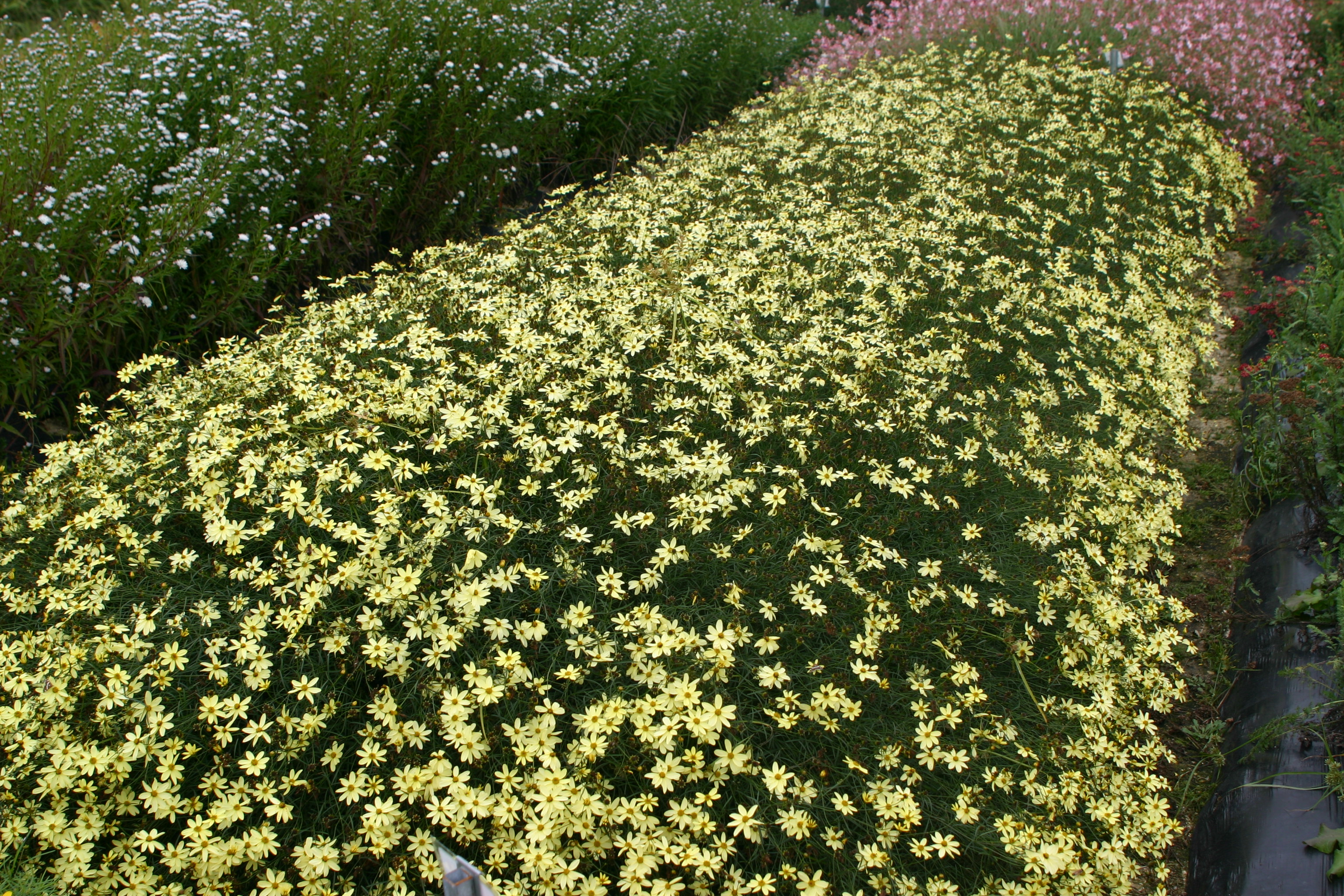 Coreopsis verticillata 'Moonbeam'